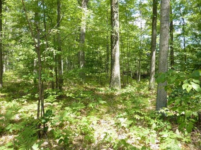 wooded area in central Michigan