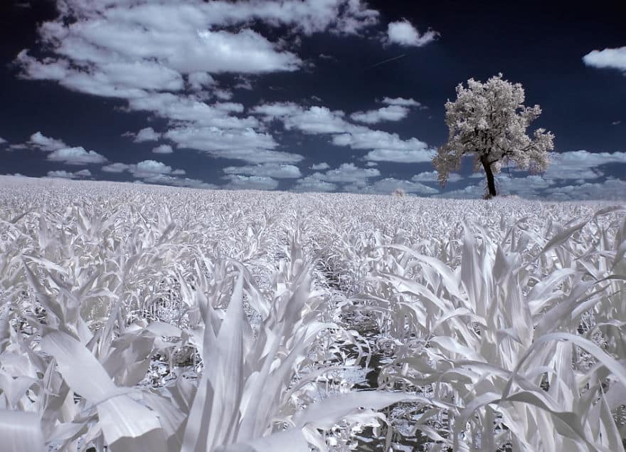 the-majestic-beauty-of-trees-captured-in-infrared-photography-10__880